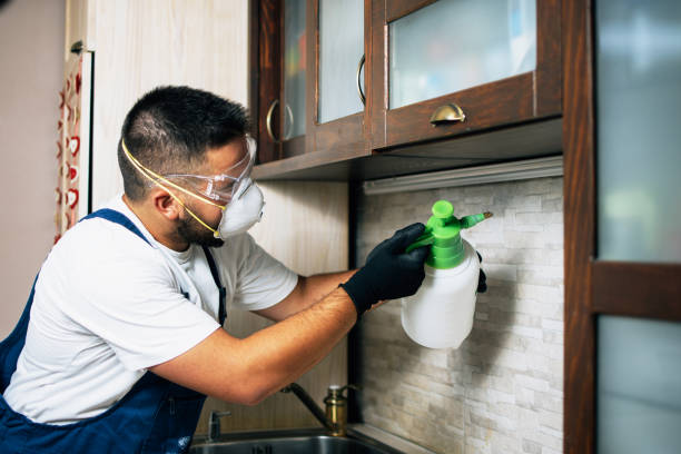 Best Affordable Pest Control Services  in Spring Valley Lake, CA