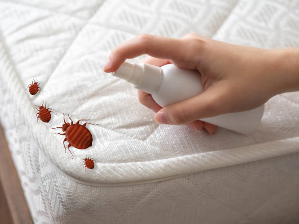 Best Best Pest Control Companies  in Spring Valley Lake, CA