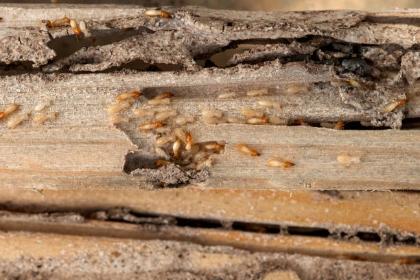 Best Flea Control Services  in Spring Valley Lake, CA
