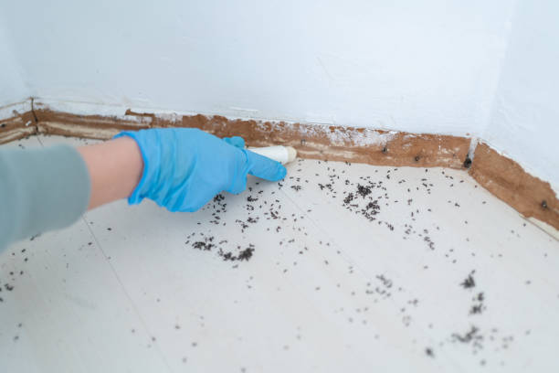 Best Wasp Removal Services  in Spring Valley Lake, CA